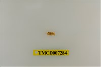 藏品(粗掌開口蟹)的圖片